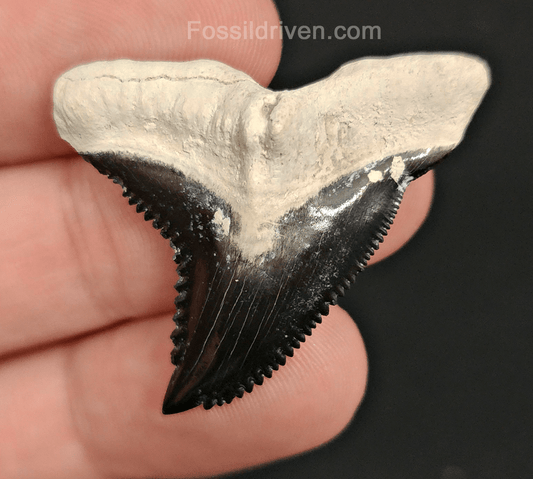 High Quality, 1.57" Fossil Hemipristis Tooth - Bone Valley, Florida - Fossil Driven