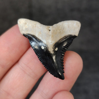 High Quality, 1.57" Fossil Hemipristis Tooth - Bone Valley, Florida - Fossil Driven