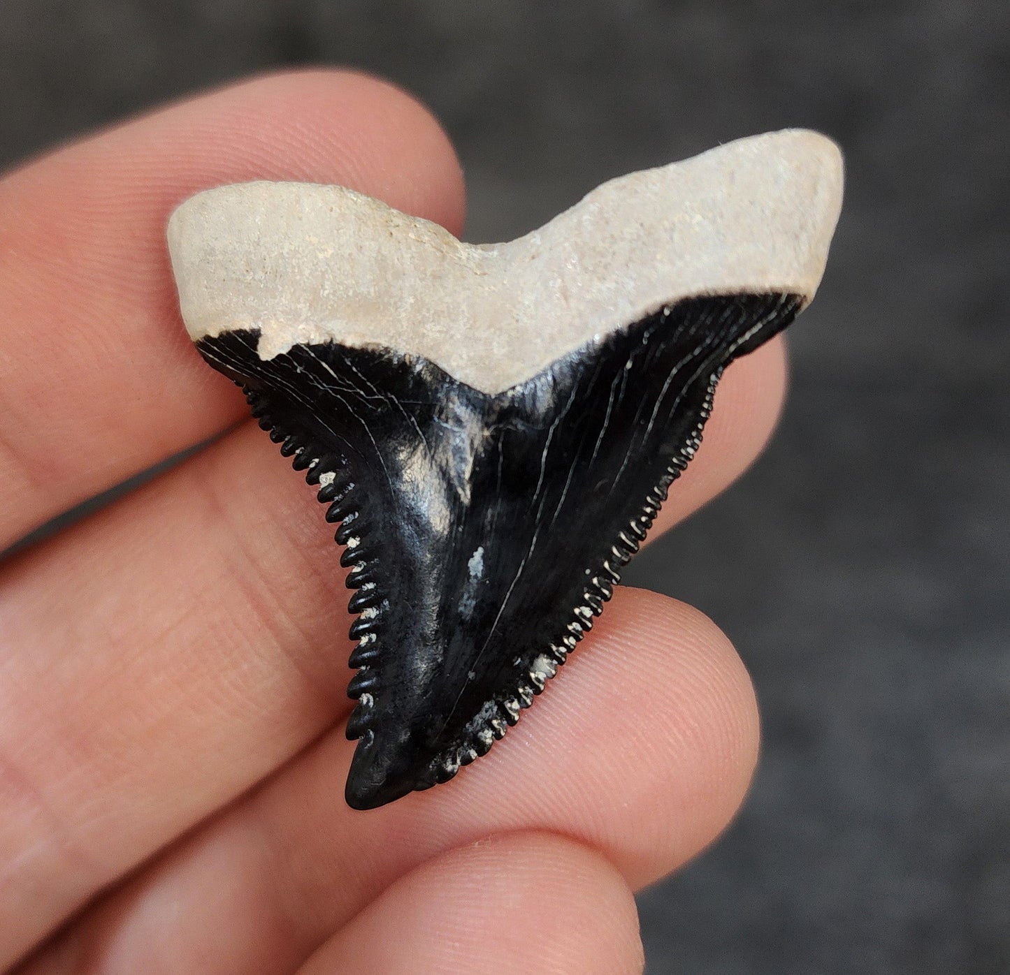 High Quality, 1.57" Fossil Hemipristis Tooth - Bone Valley, Florida - Fossil Driven