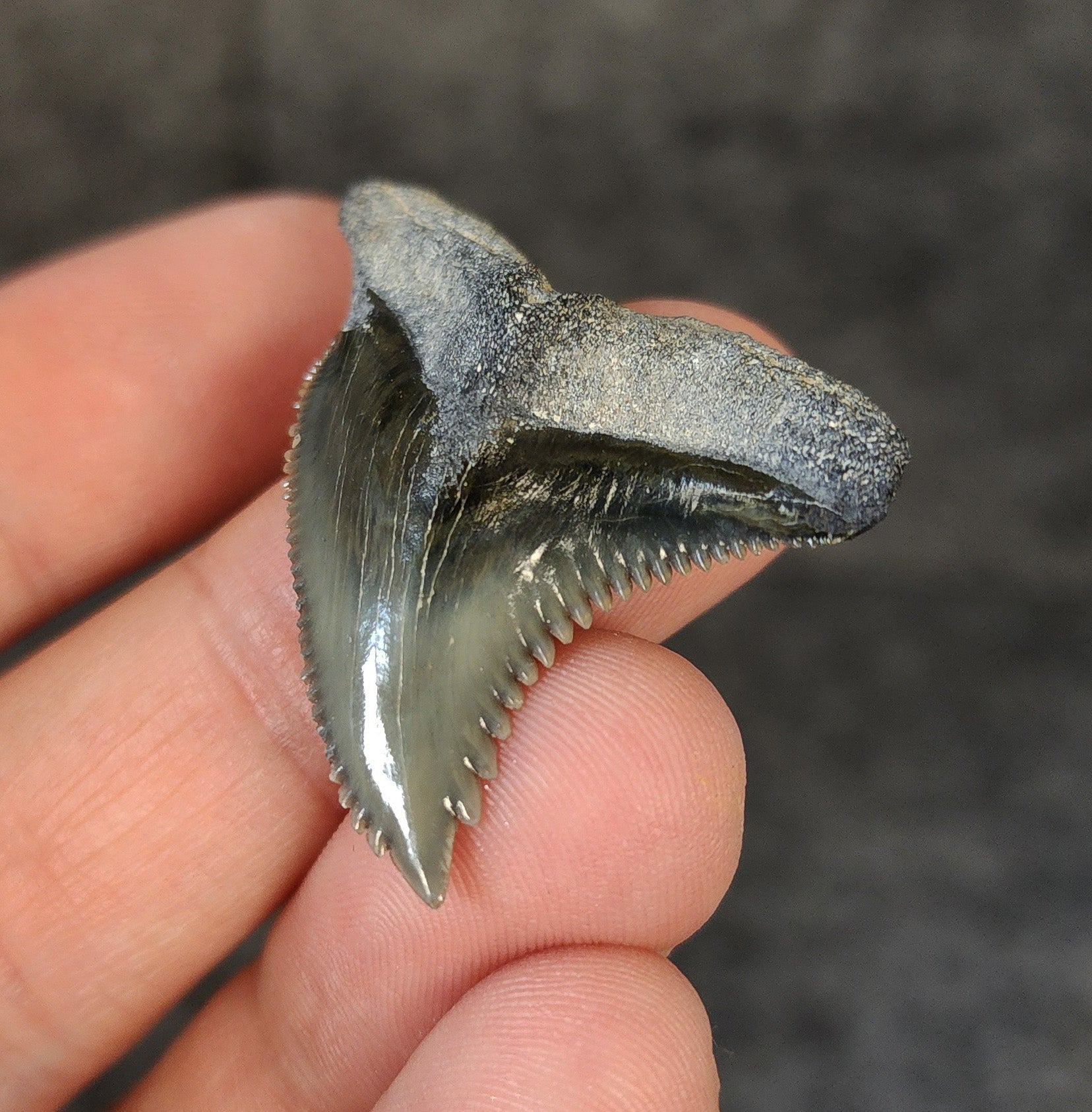 High Quality, 1.58" Fossil Hemipristis Tooth - Bone Valley, Florida - Fossil Driven