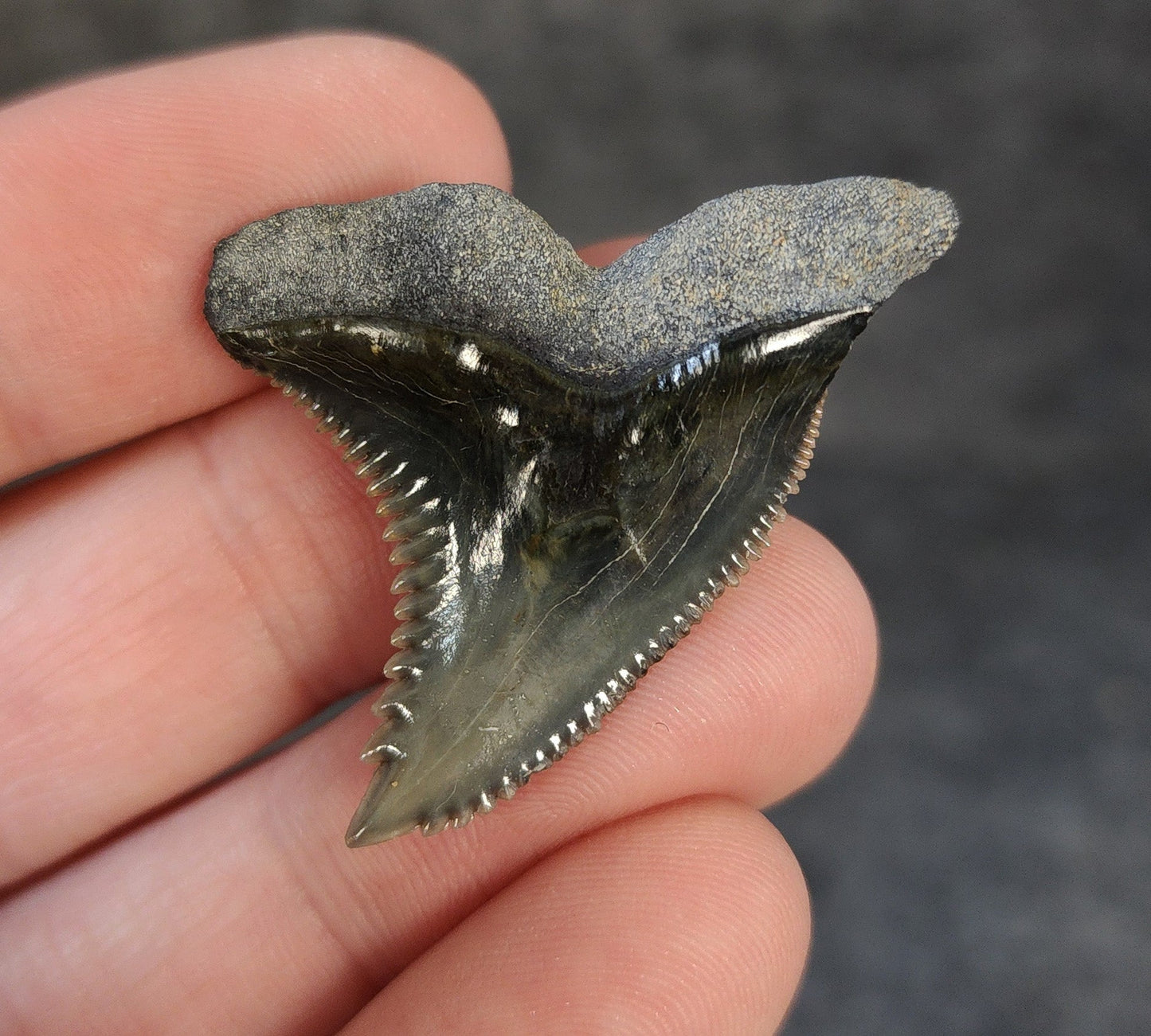 High Quality, 1.58" Fossil Hemipristis Tooth - Bone Valley, Florida - Fossil Driven