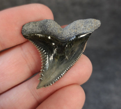 High Quality, 1.58" Fossil Hemipristis Tooth - Bone Valley, Florida - Fossil Driven