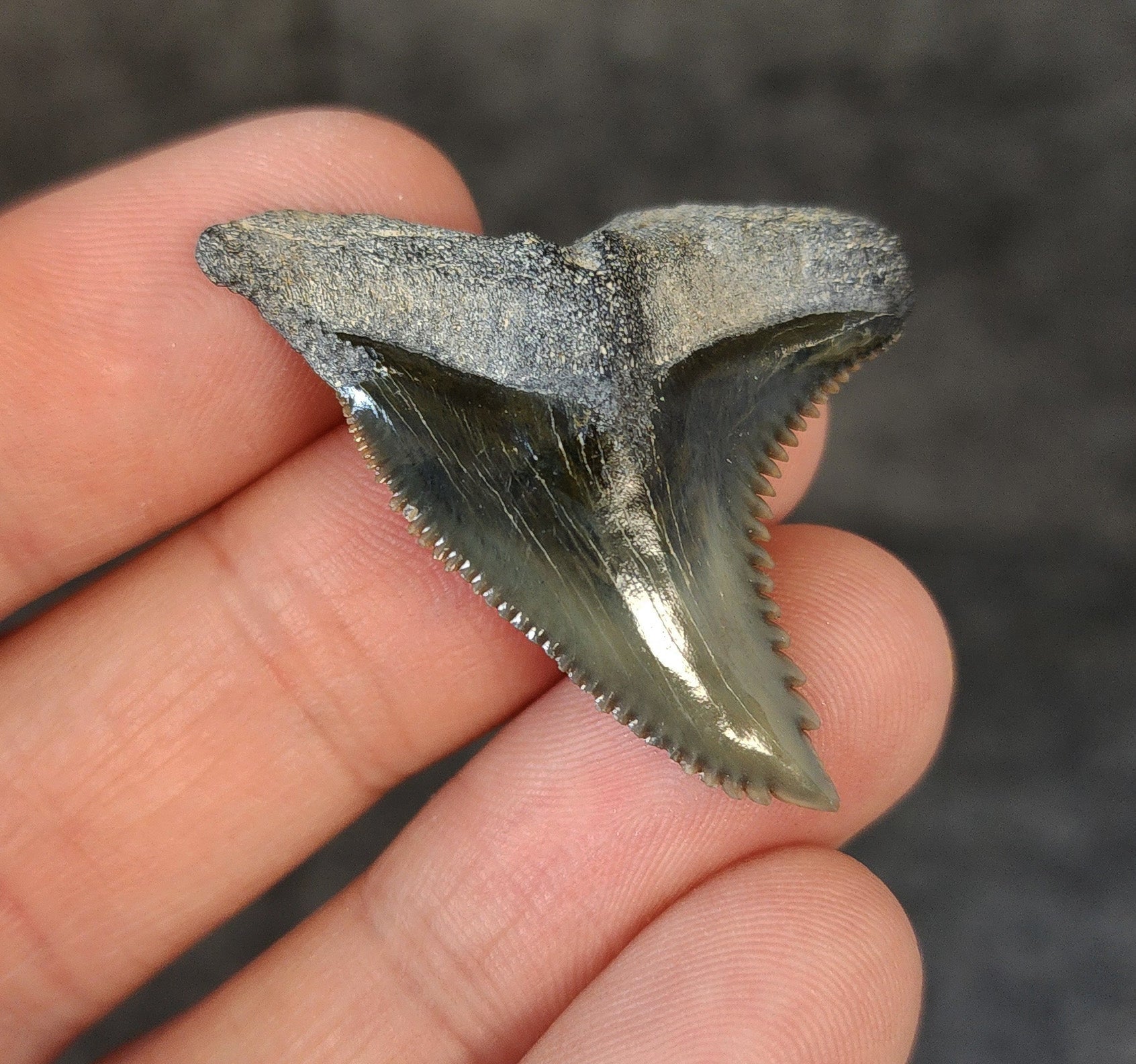 High Quality, 1.58" Fossil Hemipristis Tooth - Bone Valley, Florida - Fossil Driven