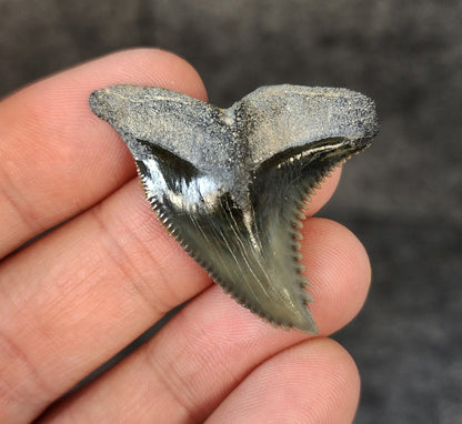High Quality, 1.58" Fossil Hemipristis Tooth - Bone Valley, Florida - Fossil Driven
