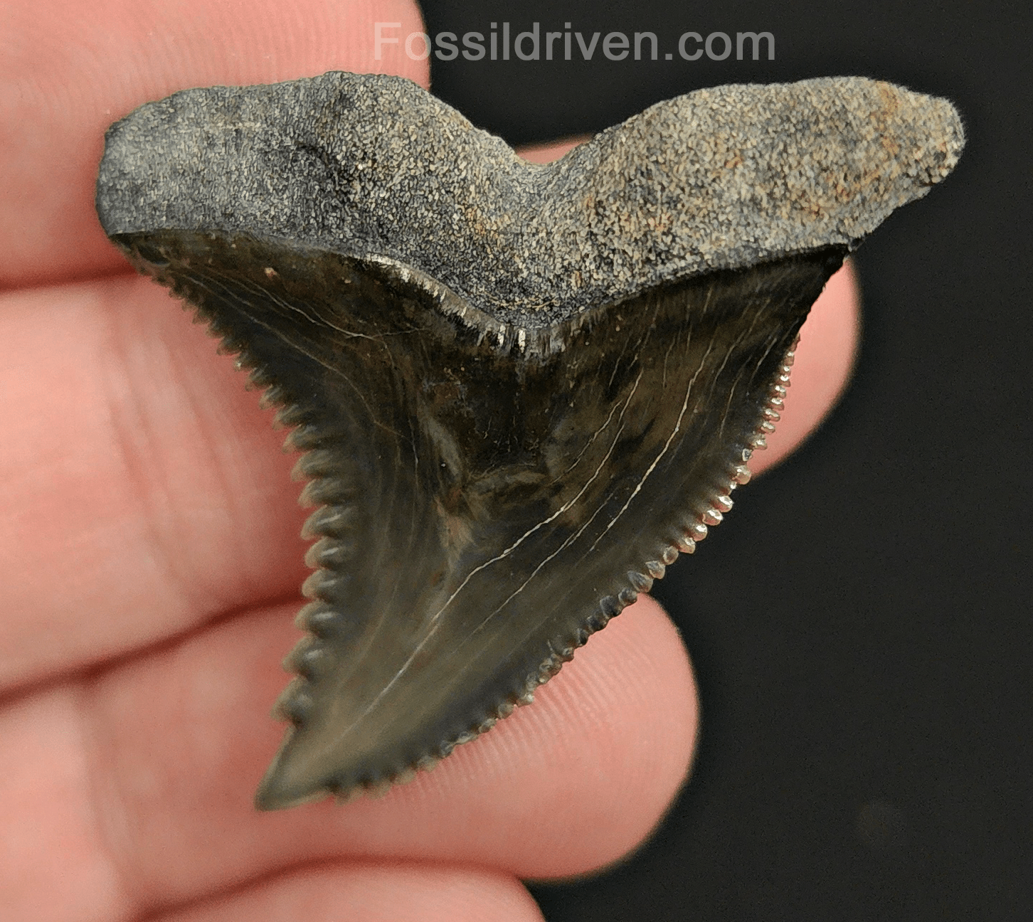 High Quality, 1.58" Fossil Hemipristis Tooth - Bone Valley, Florida - Fossil Driven