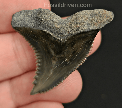 High Quality, 1.58" Fossil Hemipristis Tooth - Bone Valley, Florida - Fossil Driven