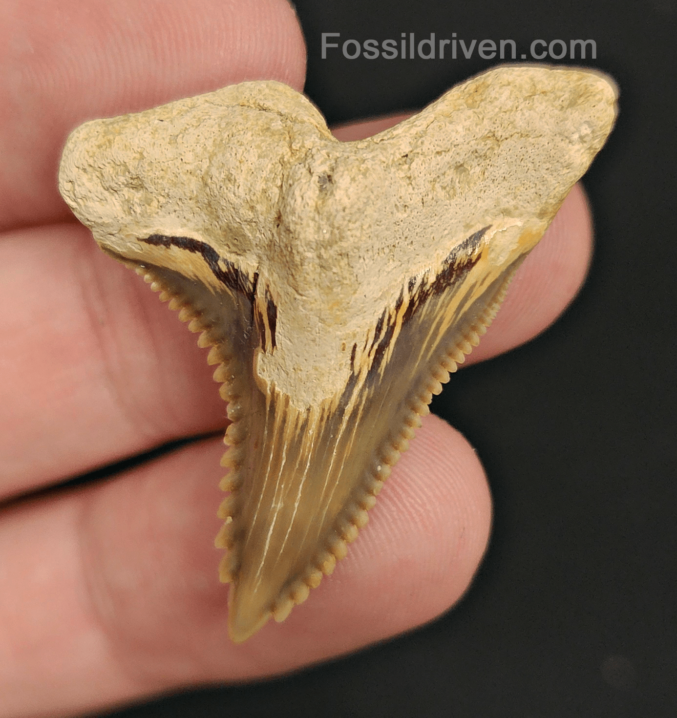 High Quality, 1.59" Fossil Hemipristis Tooth - Summerville, SC - Fossil Driven