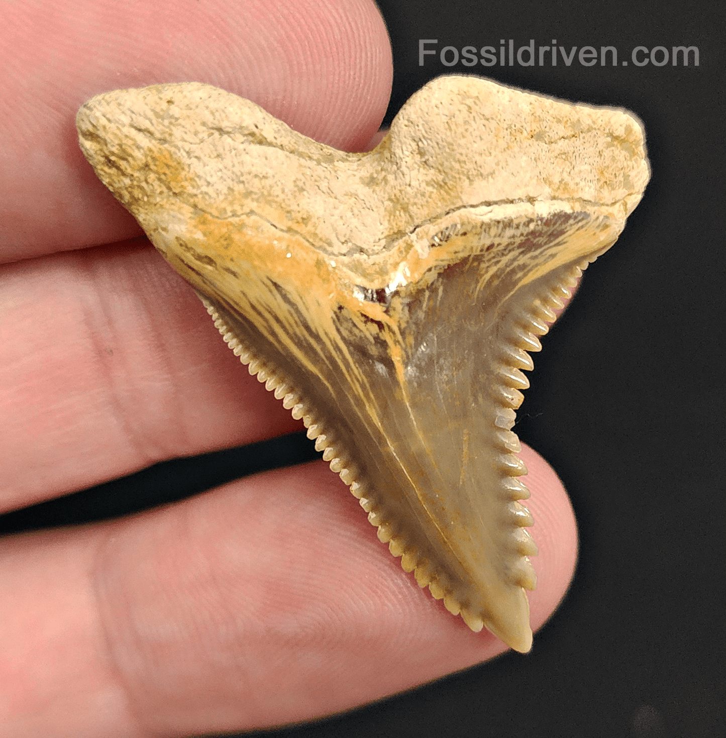 High Quality, 1.59" Fossil Hemipristis Tooth - Summerville, SC - Fossil Driven