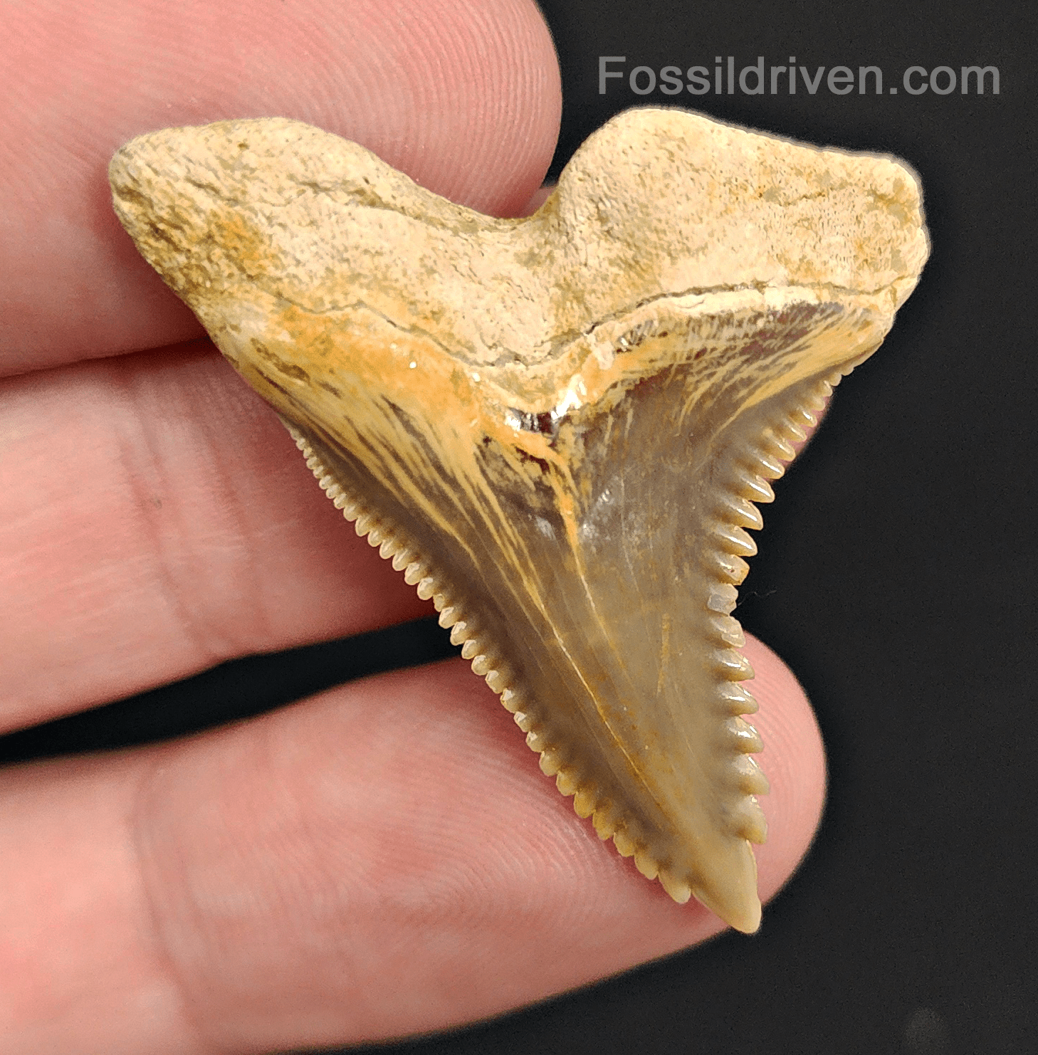 High Quality, 1.59" Fossil Hemipristis Tooth - Summerville, SC - Fossil Driven