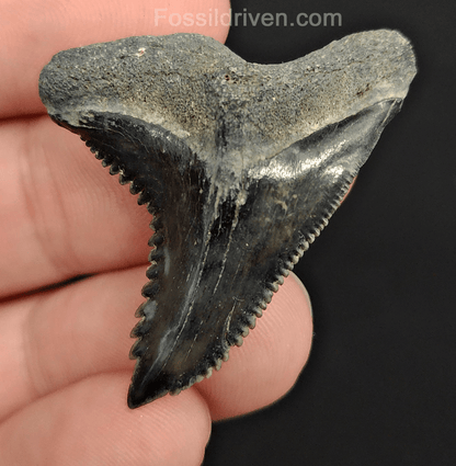 High Quality, 1.60" Fossil Hemipristis Tooth - Venice, Florida - Fossil Driven