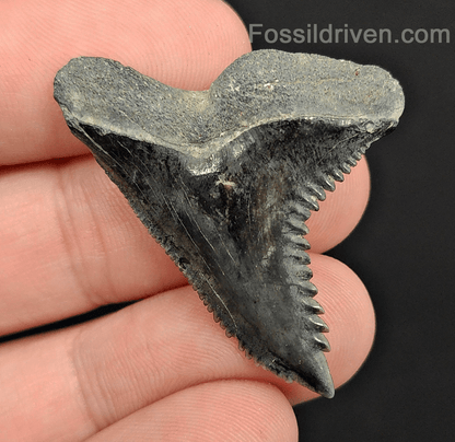 High Quality, 1.60" Fossil Hemipristis Tooth - Venice, Florida - Fossil Driven