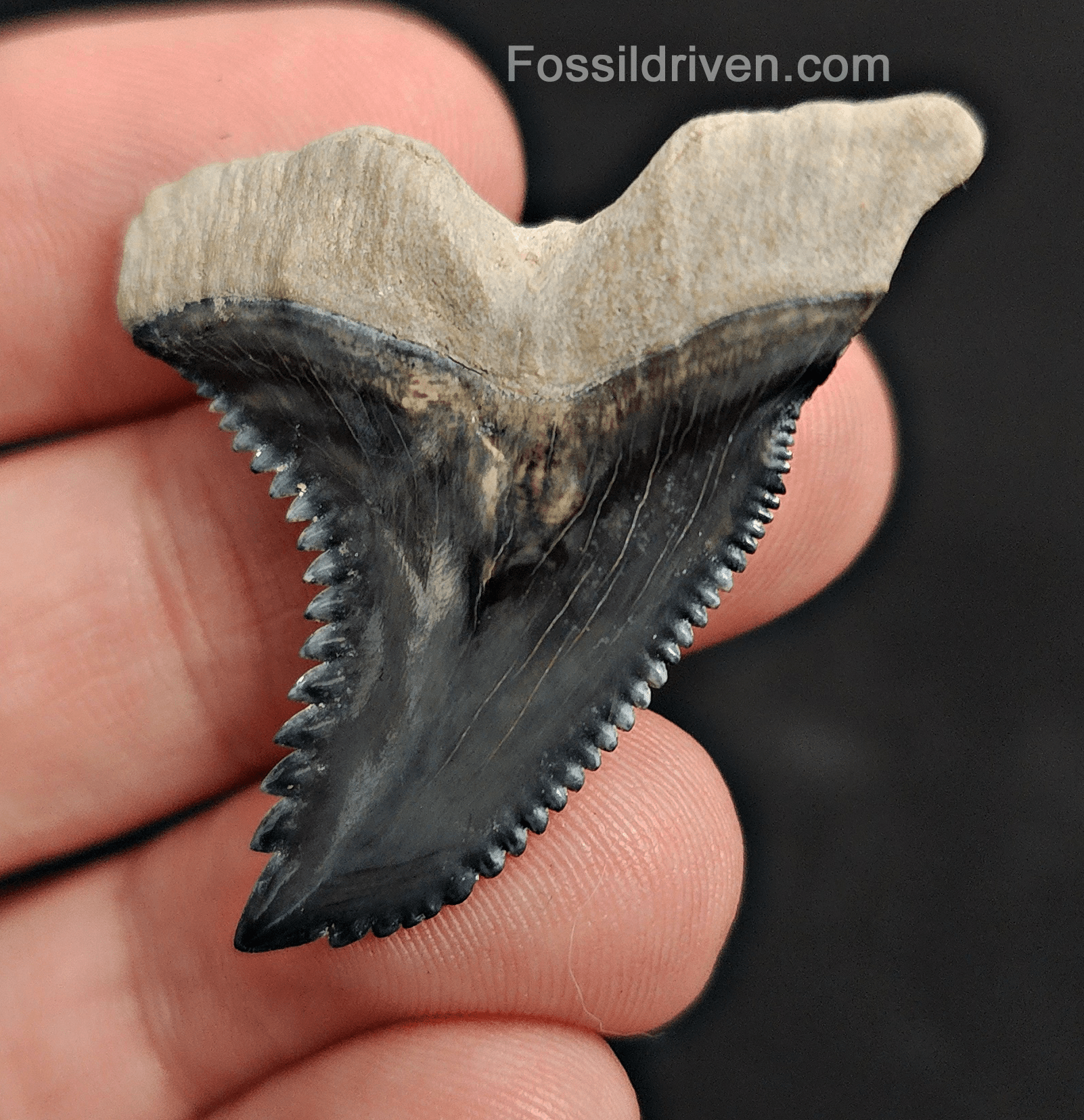 High Quality, 1.64" Fossil Hemipristis Tooth - Bone Valley, Florida - Fossil Driven