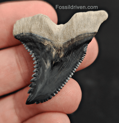 High Quality, 1.64" Fossil Hemipristis Tooth - Bone Valley, Florida - Fossil Driven