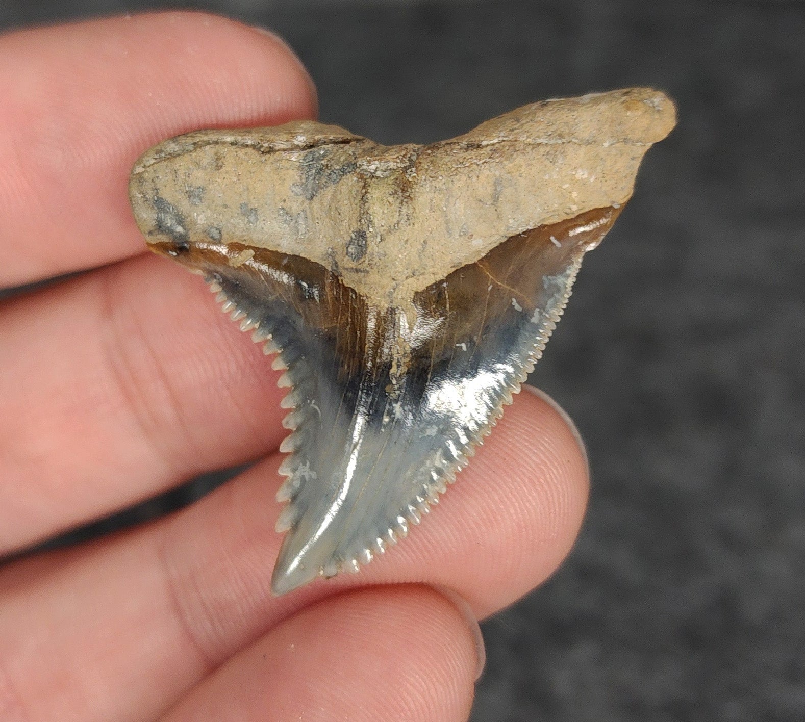 High Quality, 1.64" Fossil Hemipristis Tooth - Venice, Florida - Fossil Driven