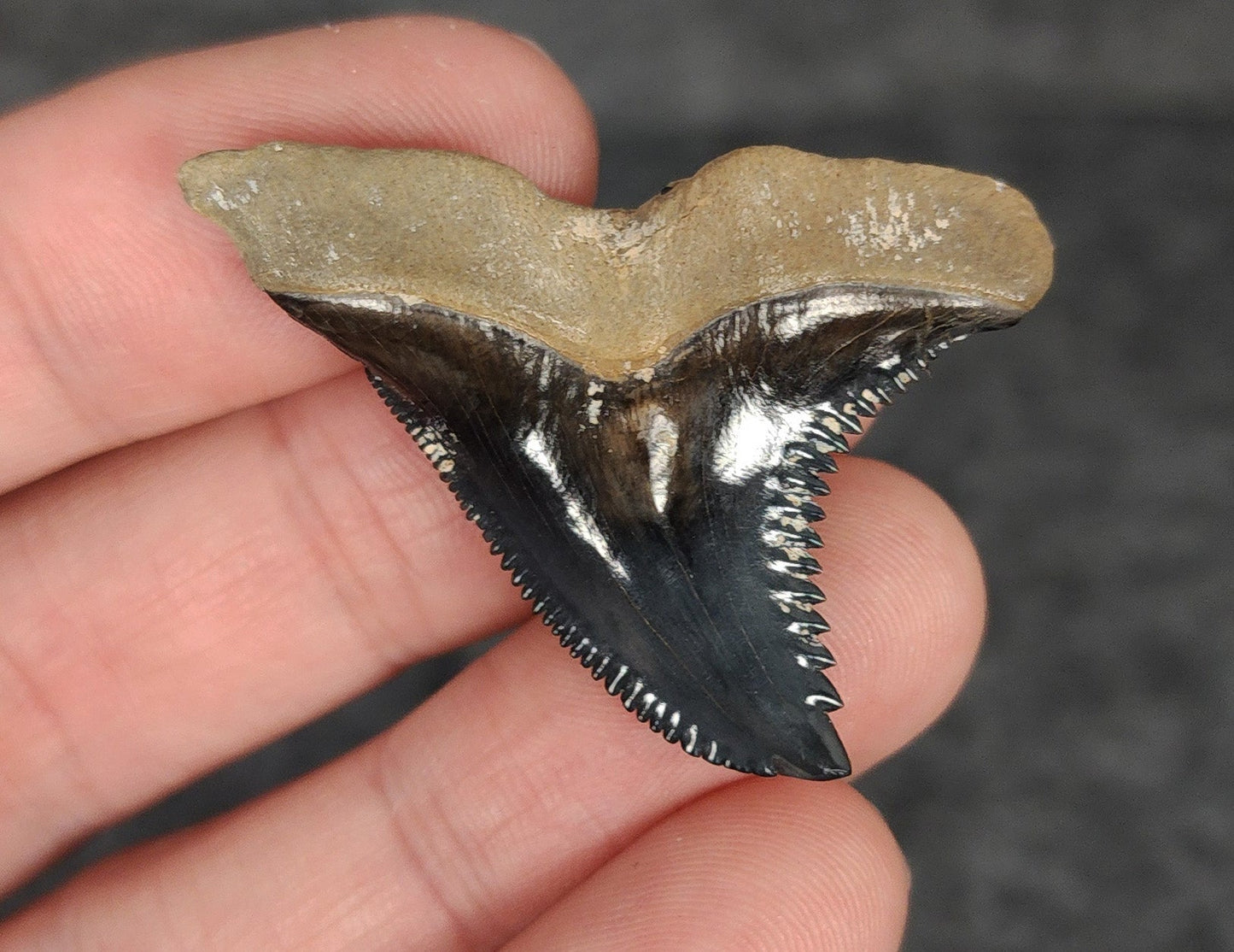 High Quality, 1.65" Fossil Hemipristis Tooth - Venice, Florida - Fossil Driven