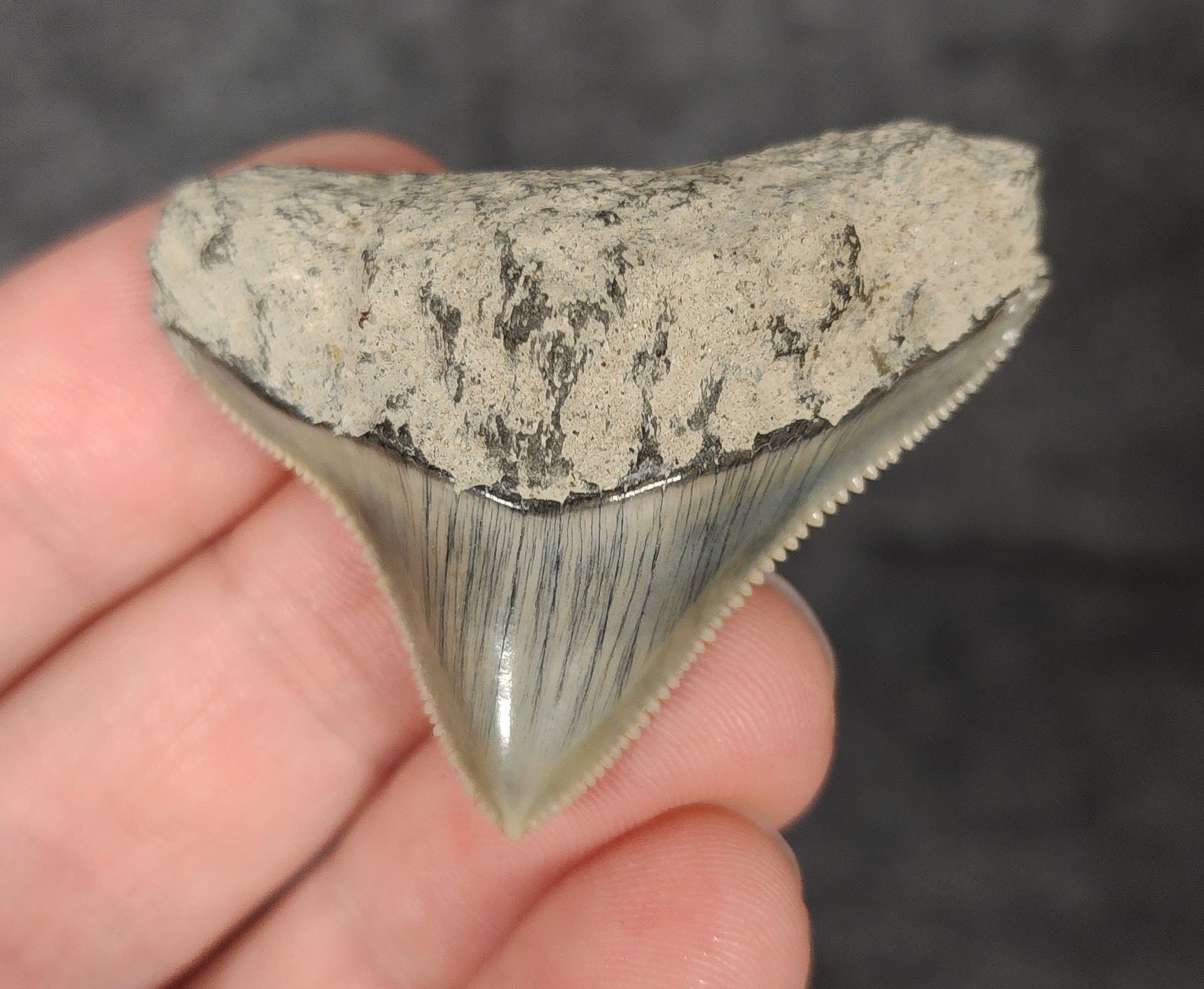 High Quality, 1.67" Fossil Megalodon Tooth - Indonesia - Fossil Driven