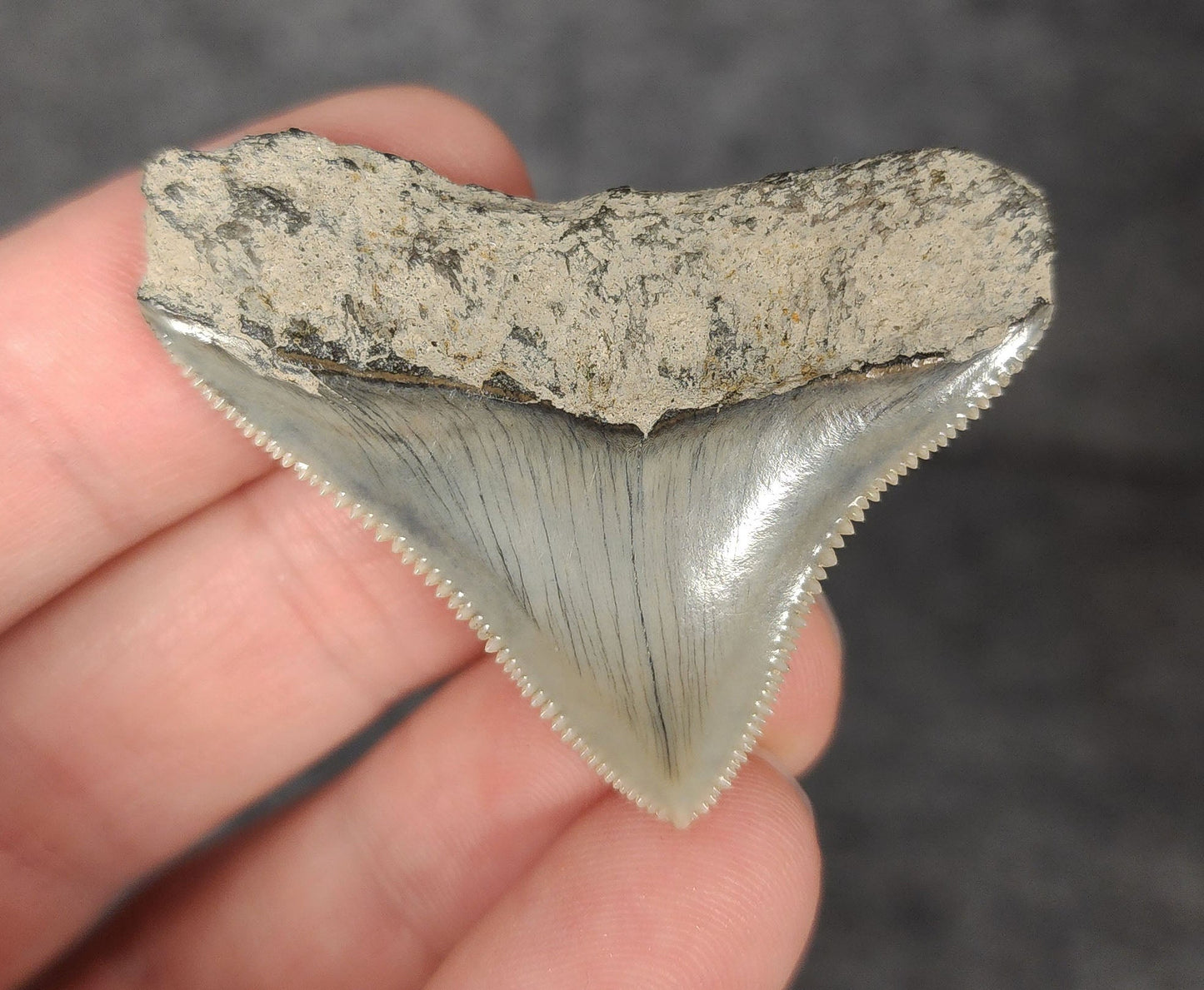 High Quality, 1.67" Fossil Megalodon Tooth - Indonesia - Fossil Driven