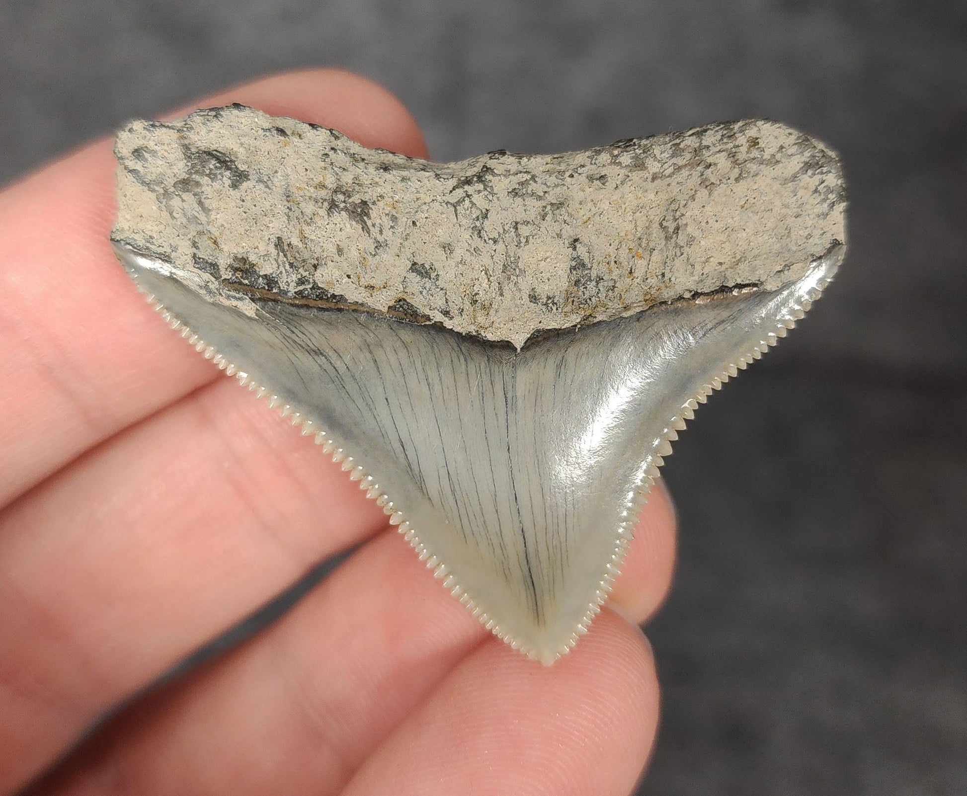 High Quality, 1.67" Fossil Megalodon Tooth - Indonesia - Fossil Driven