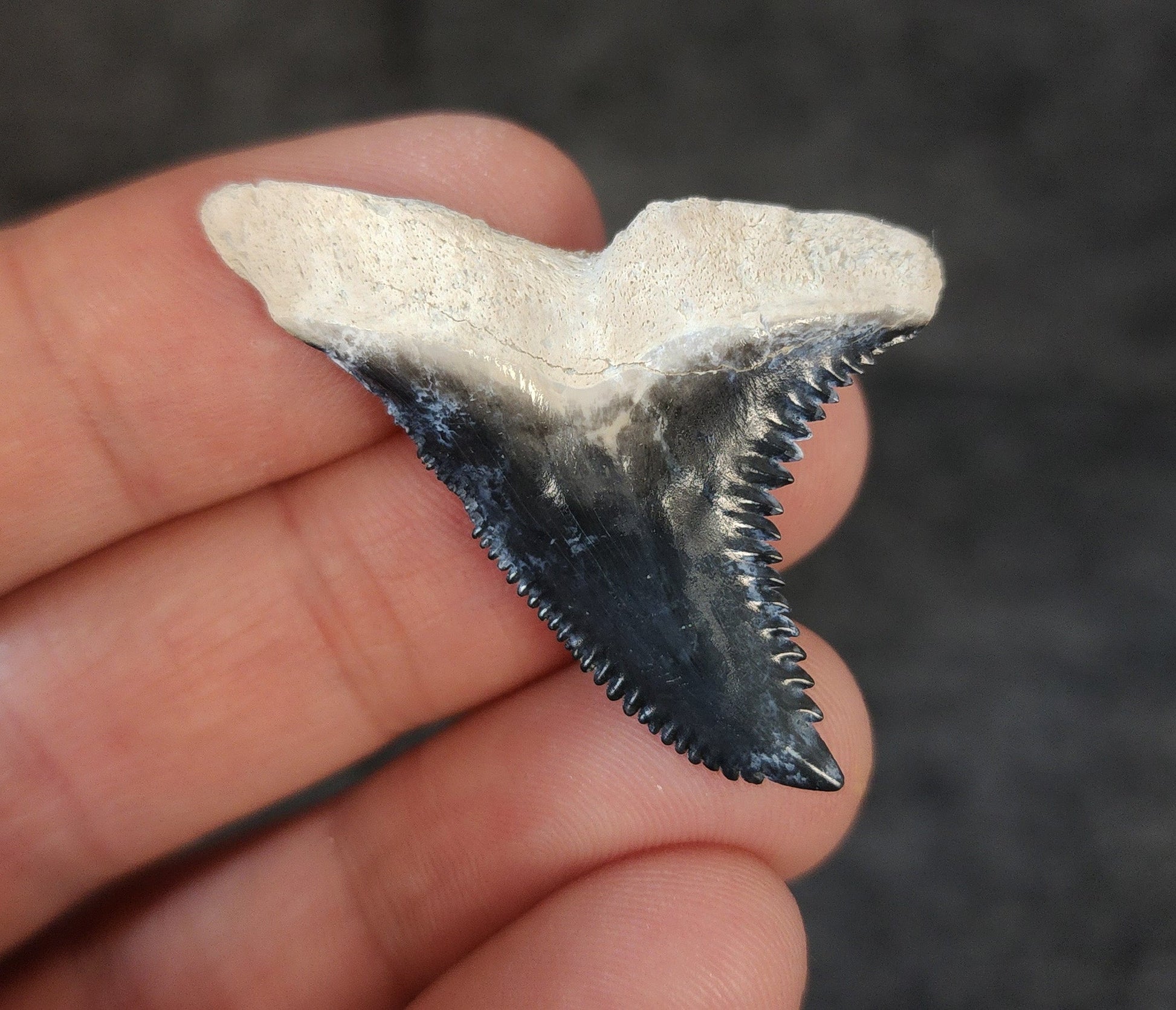 High Quality, 1.68" Fossil Hemipristis Tooth - Bone Valley, Florida - Fossil Driven