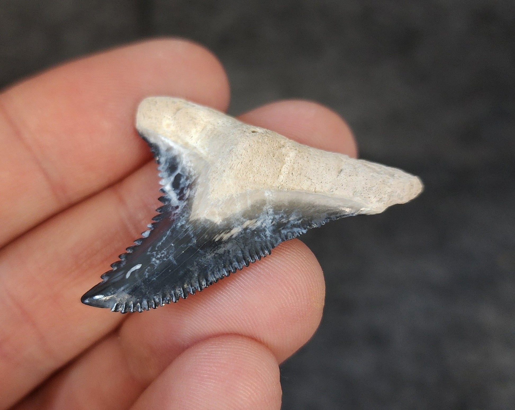 High Quality, 1.68" Fossil Hemipristis Tooth - Bone Valley, Florida - Fossil Driven
