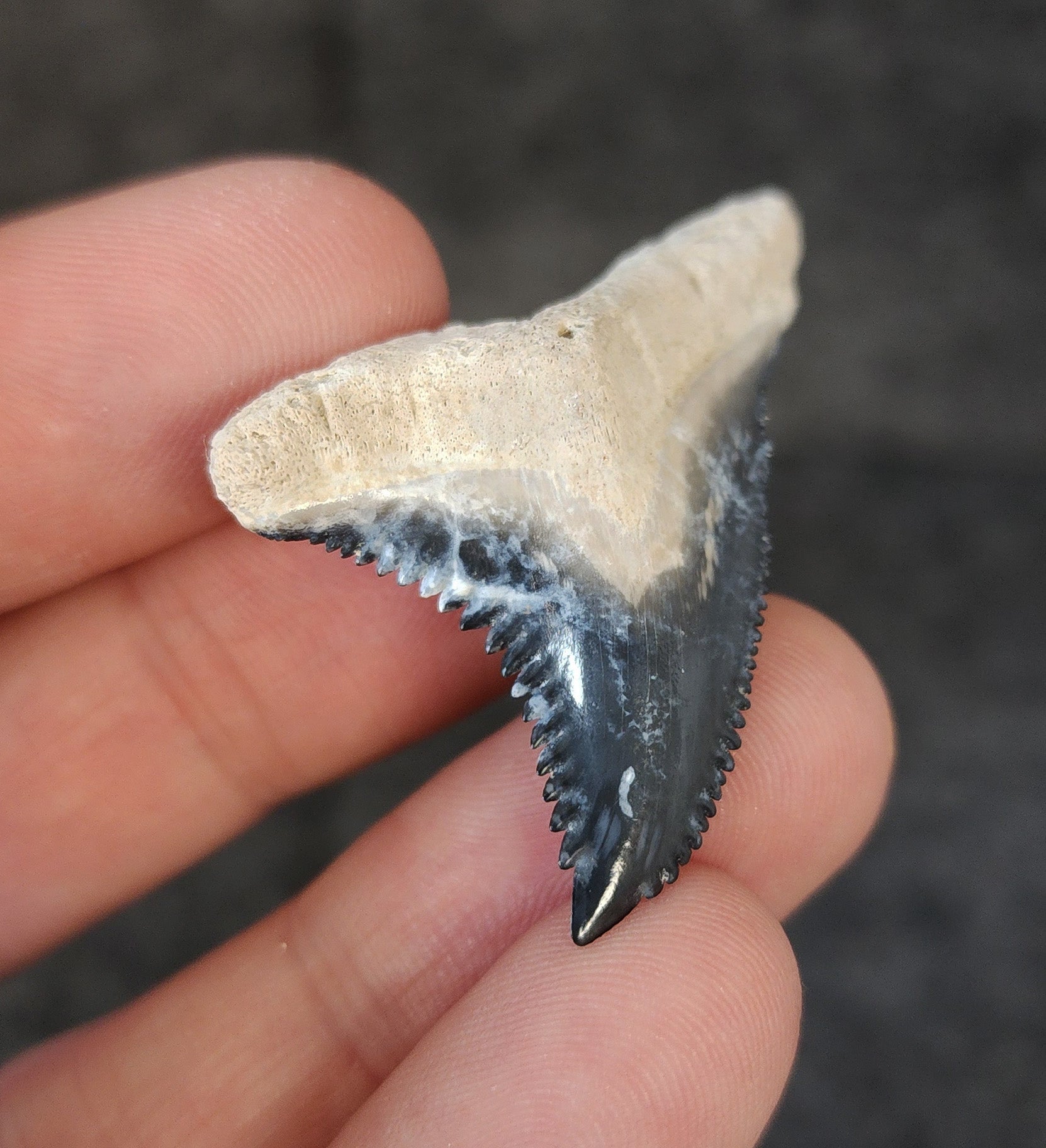 High Quality, 1.68" Fossil Hemipristis Tooth - Bone Valley, Florida - Fossil Driven