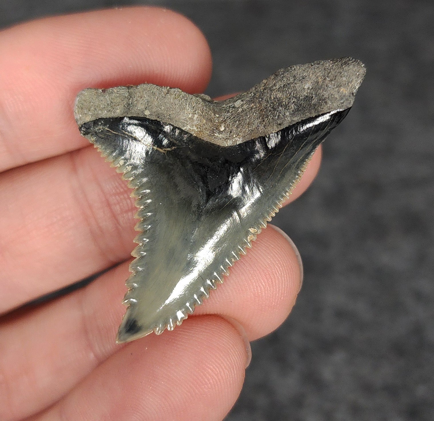 High Quality, 1.68" Fossil Hemipristis Tooth - Venice, Florida - Fossil Driven