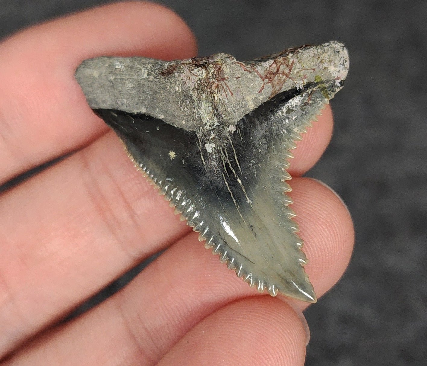 High Quality, 1.68" Fossil Hemipristis Tooth - Venice, Florida - Fossil Driven