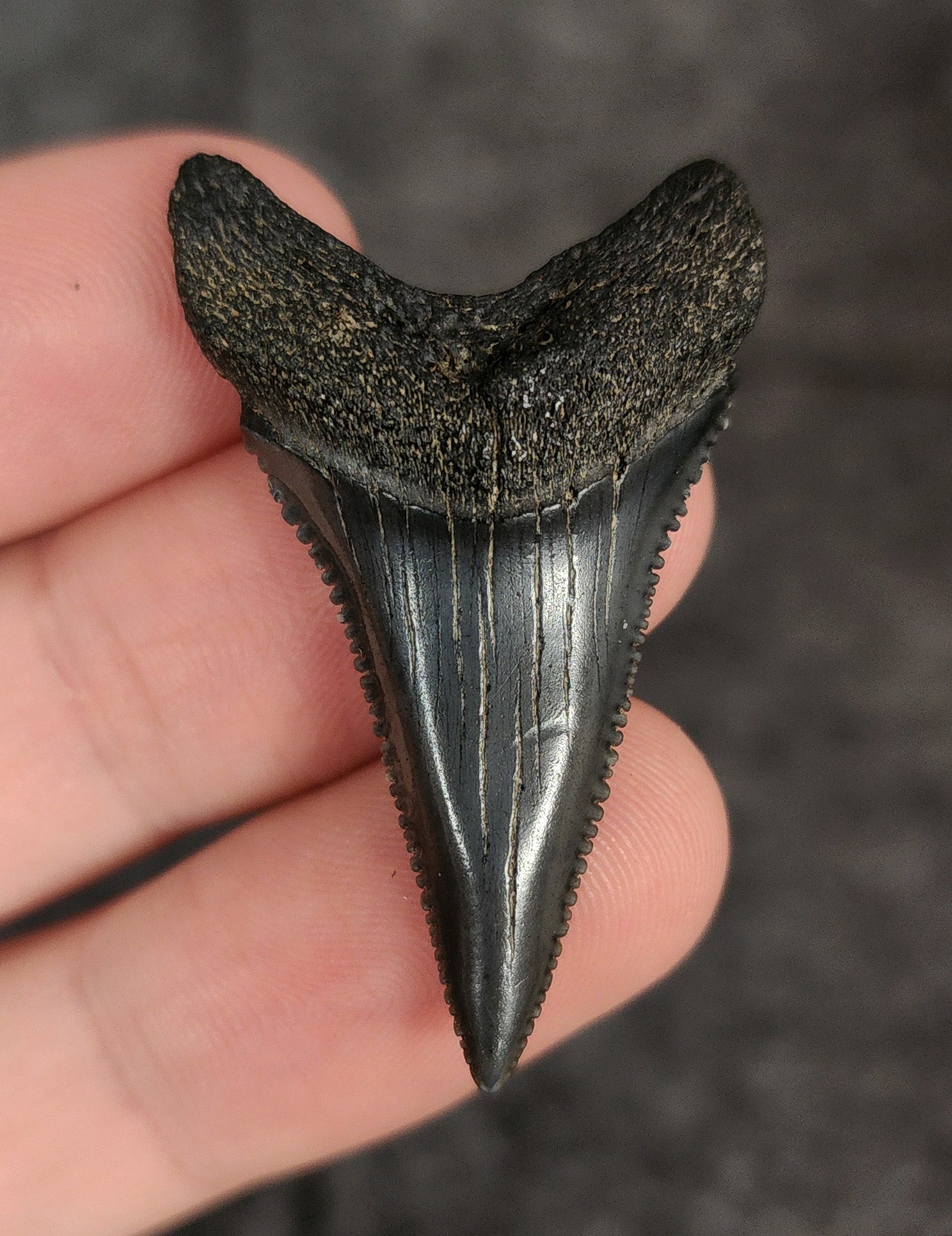 High Quality, 1.70" Fossil Great White Tooth - South Carolina - Fossil Driven