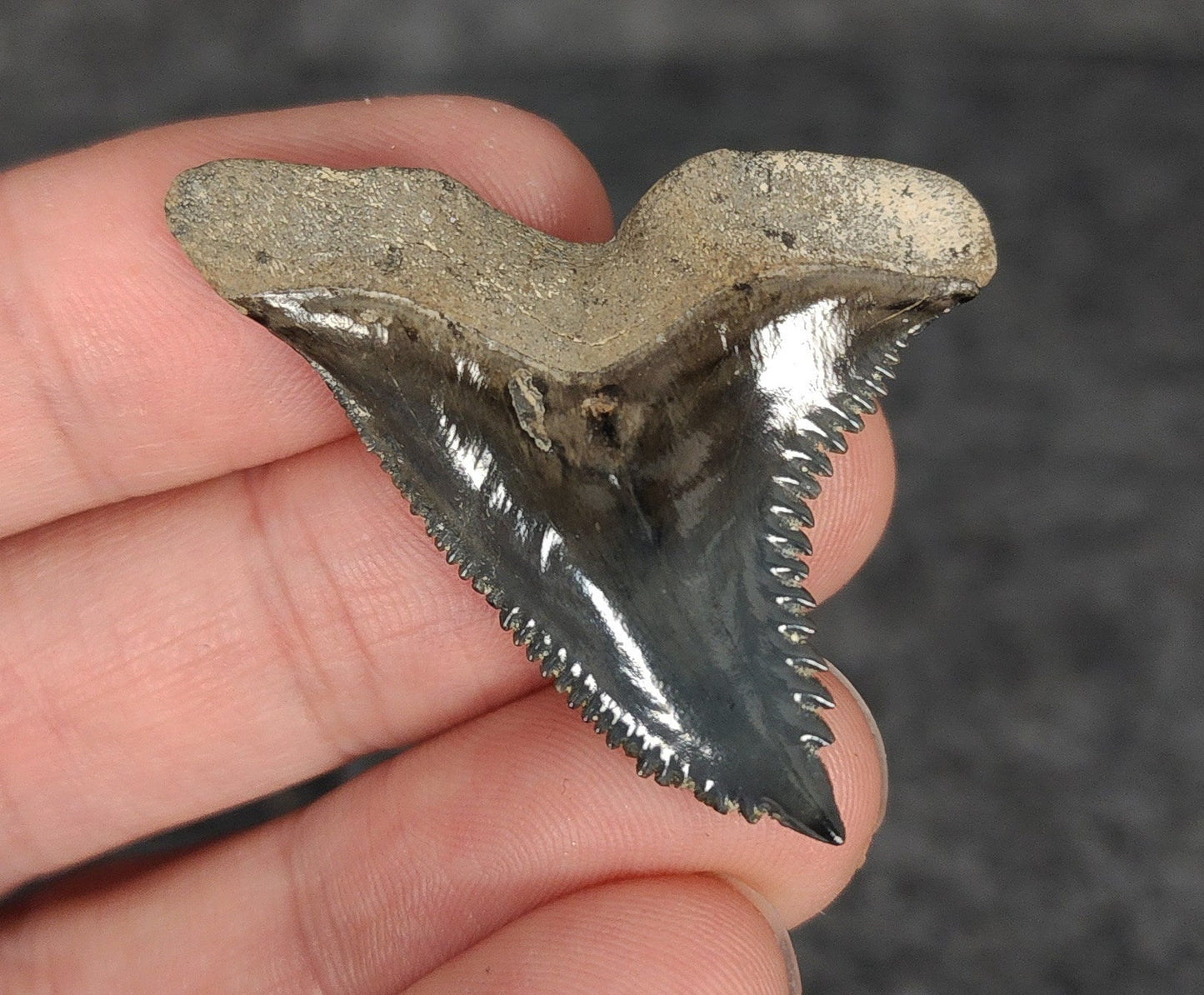 High Quality, 1.70" Fossil Hemipristis Tooth - Venice, Florida - Fossil Driven