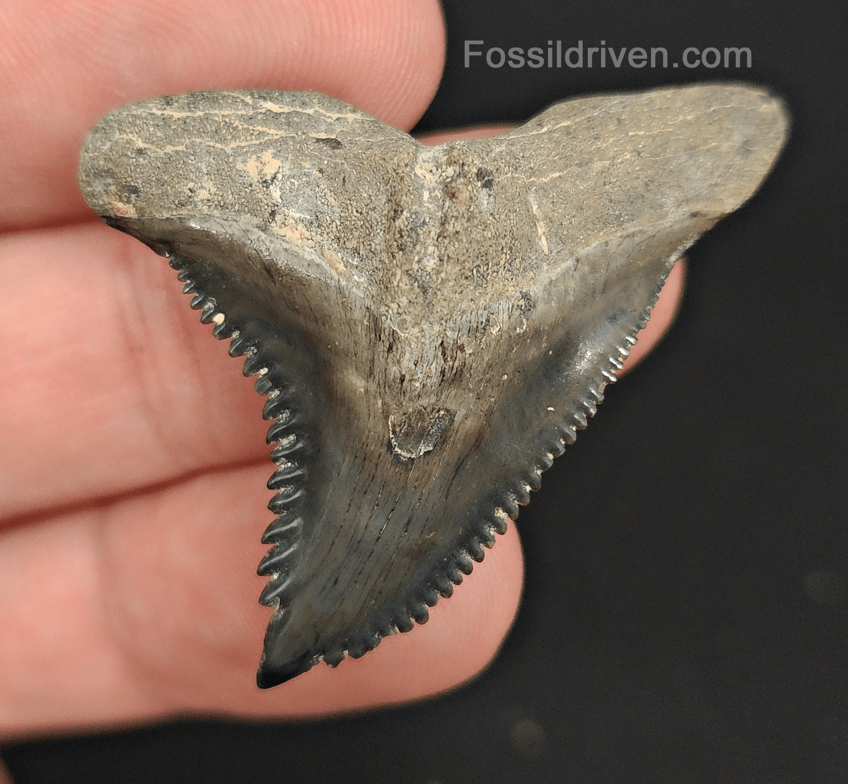 High Quality, 1.70" Fossil Hemipristis Tooth - Venice, Florida - Fossil Driven