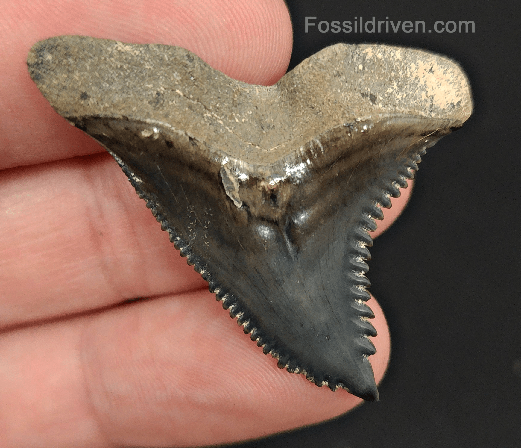 High Quality, 1.70" Fossil Hemipristis Tooth - Venice, Florida - Fossil Driven
