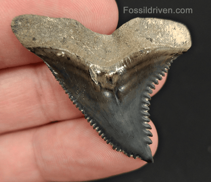 High Quality, 1.70" Fossil Hemipristis Tooth - Venice, Florida - Fossil Driven