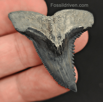 High Quality, 1.73" Fossil Hemipristis Tooth - Bone Valley, Florida - Fossil Driven