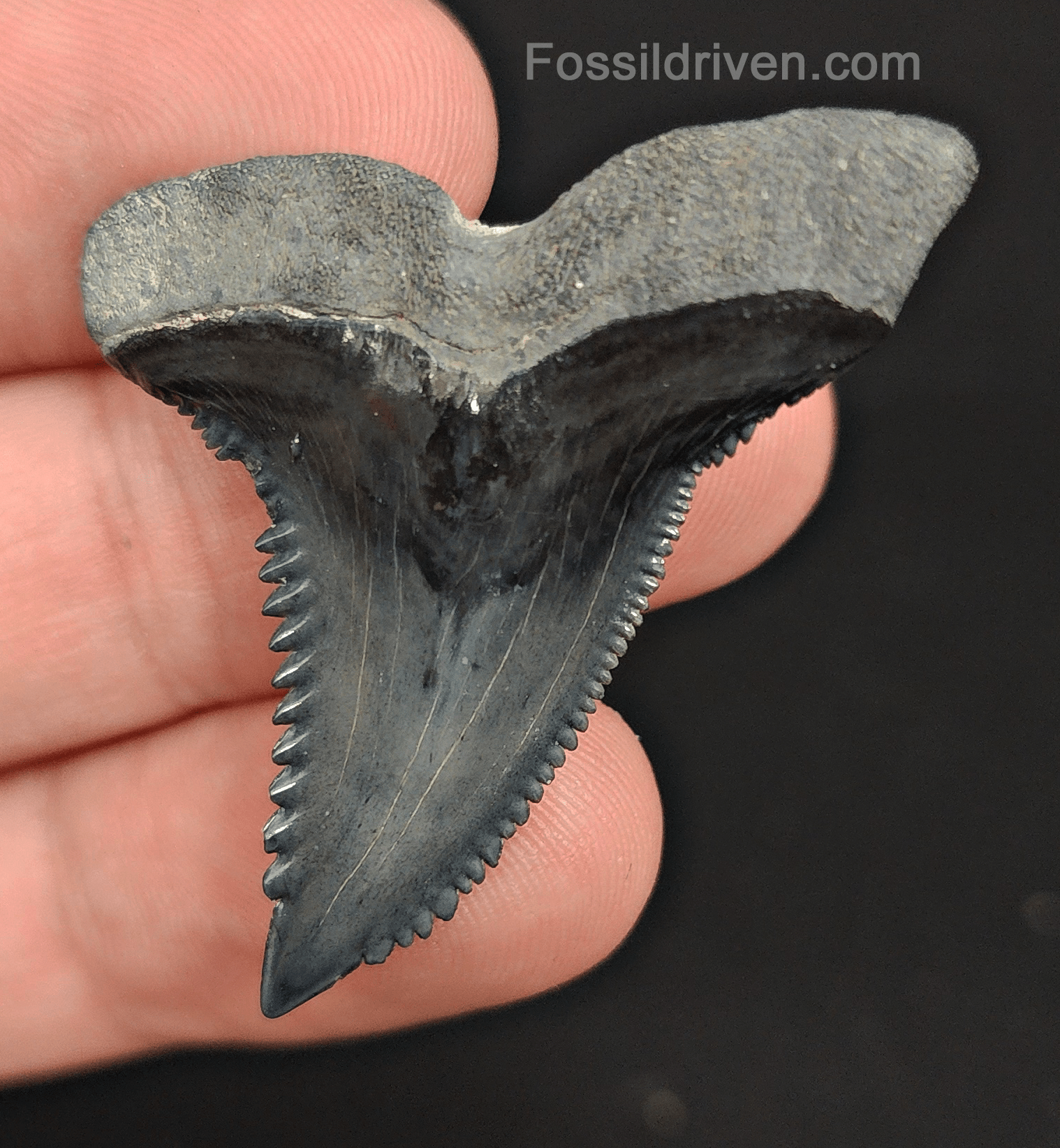 High Quality, 1.73" Fossil Hemipristis Tooth - Bone Valley, Florida - Fossil Driven