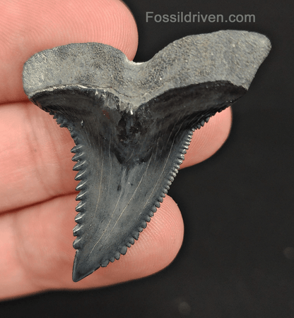 High Quality, 1.73" Fossil Hemipristis Tooth - Bone Valley, Florida - Fossil Driven