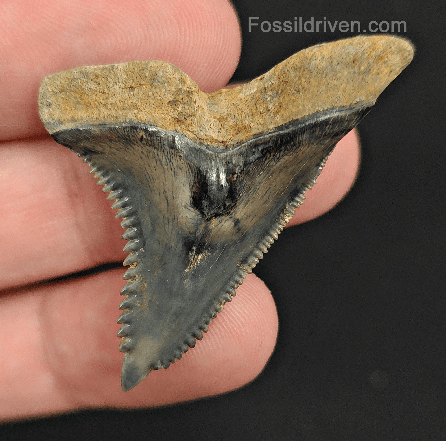 High Quality, 1.74" Fossil Hemipristis Tooth - Venice, Florida - Fossil Driven