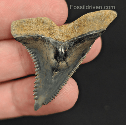 High Quality, 1.74" Fossil Hemipristis Tooth - Venice, Florida - Fossil Driven