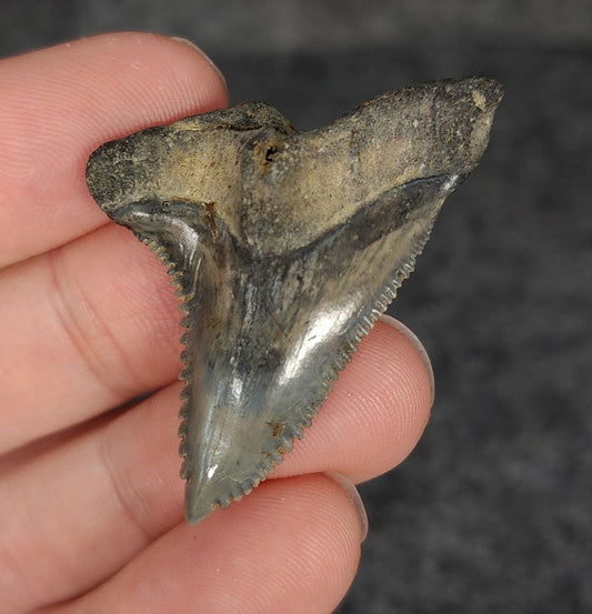 High Quality, 1.74" Fossil Hemipristis Tooth - Venice, Florida - Fossil Driven