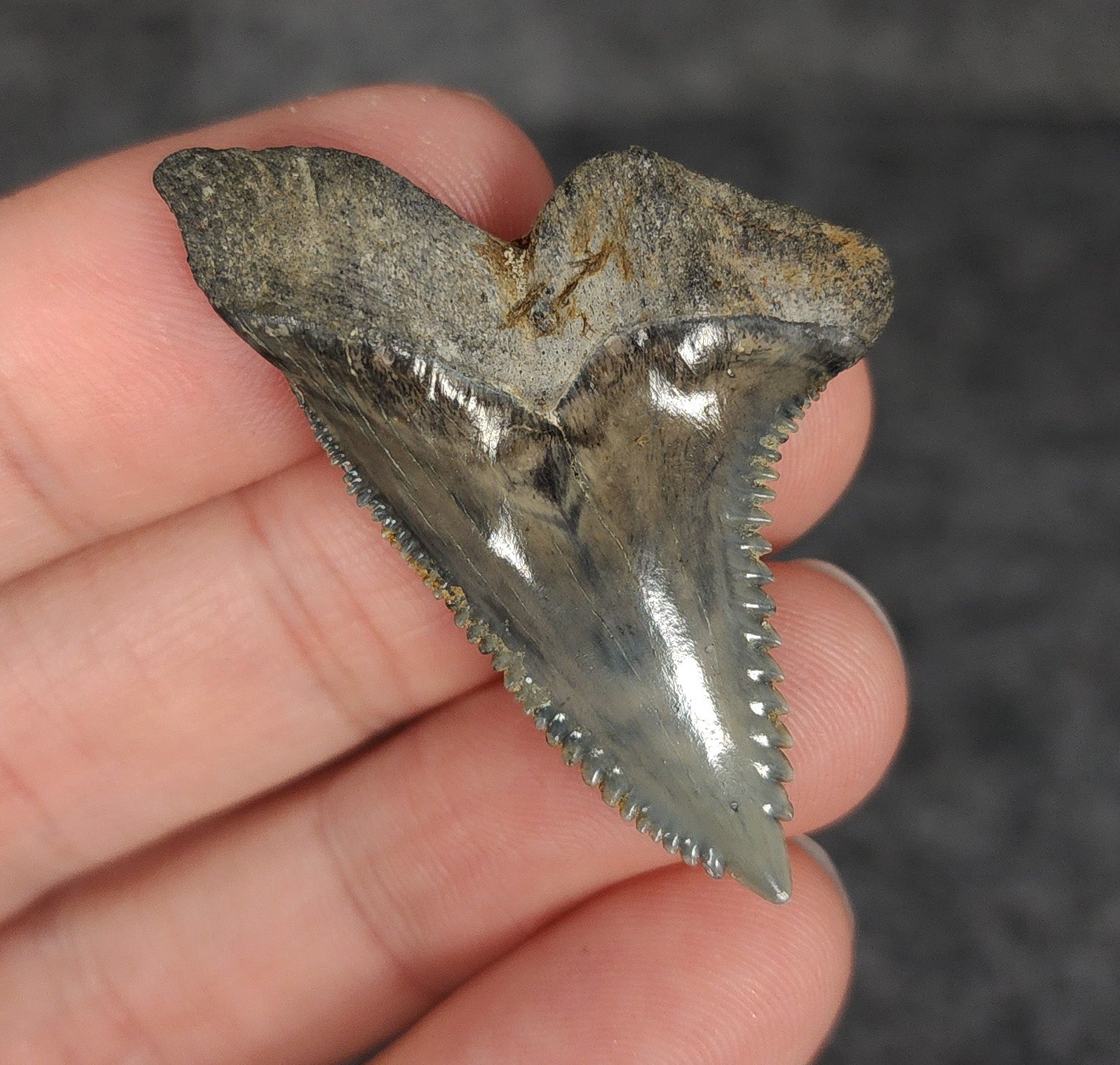 High Quality, 1.74" Fossil Hemipristis Tooth - Venice, Florida - Fossil Driven