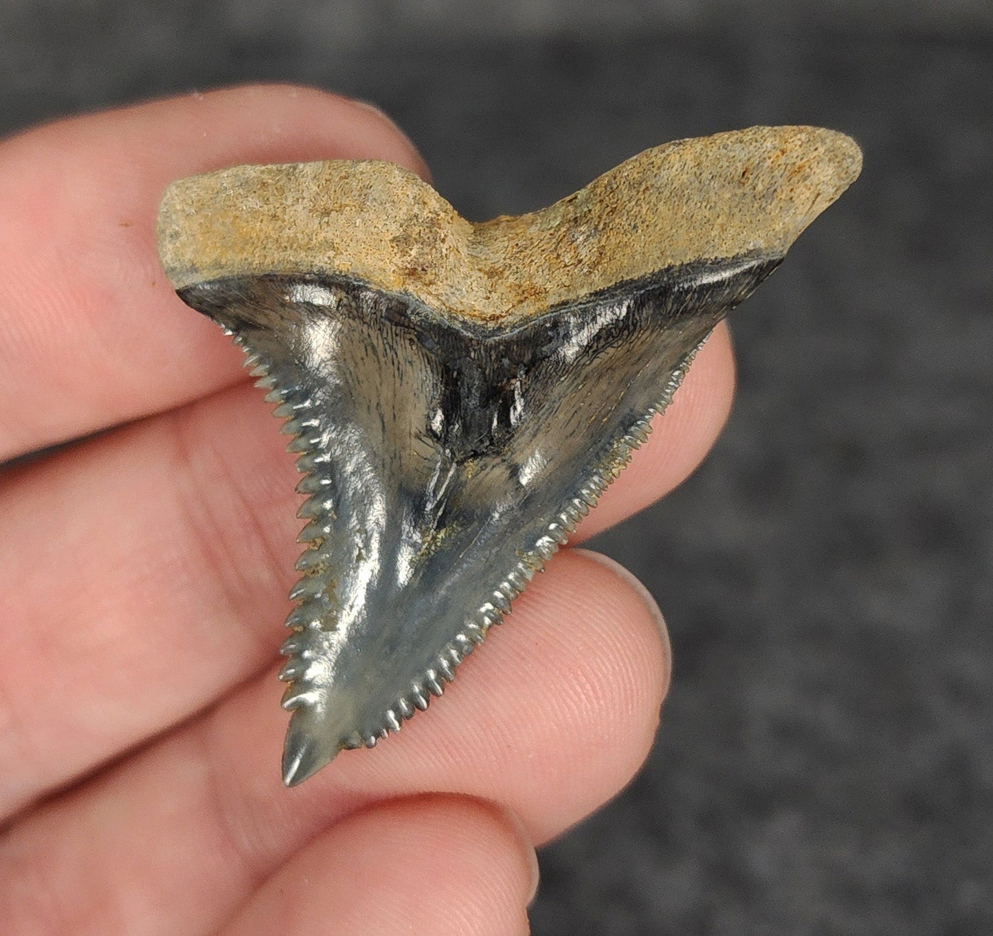 High Quality, 1.74" Fossil Hemipristis Tooth - Venice, Florida - Fossil Driven