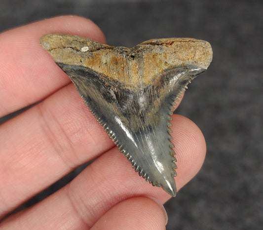 High Quality, 1.74" Fossil Hemipristis Tooth - Venice, Florida - Fossil Driven