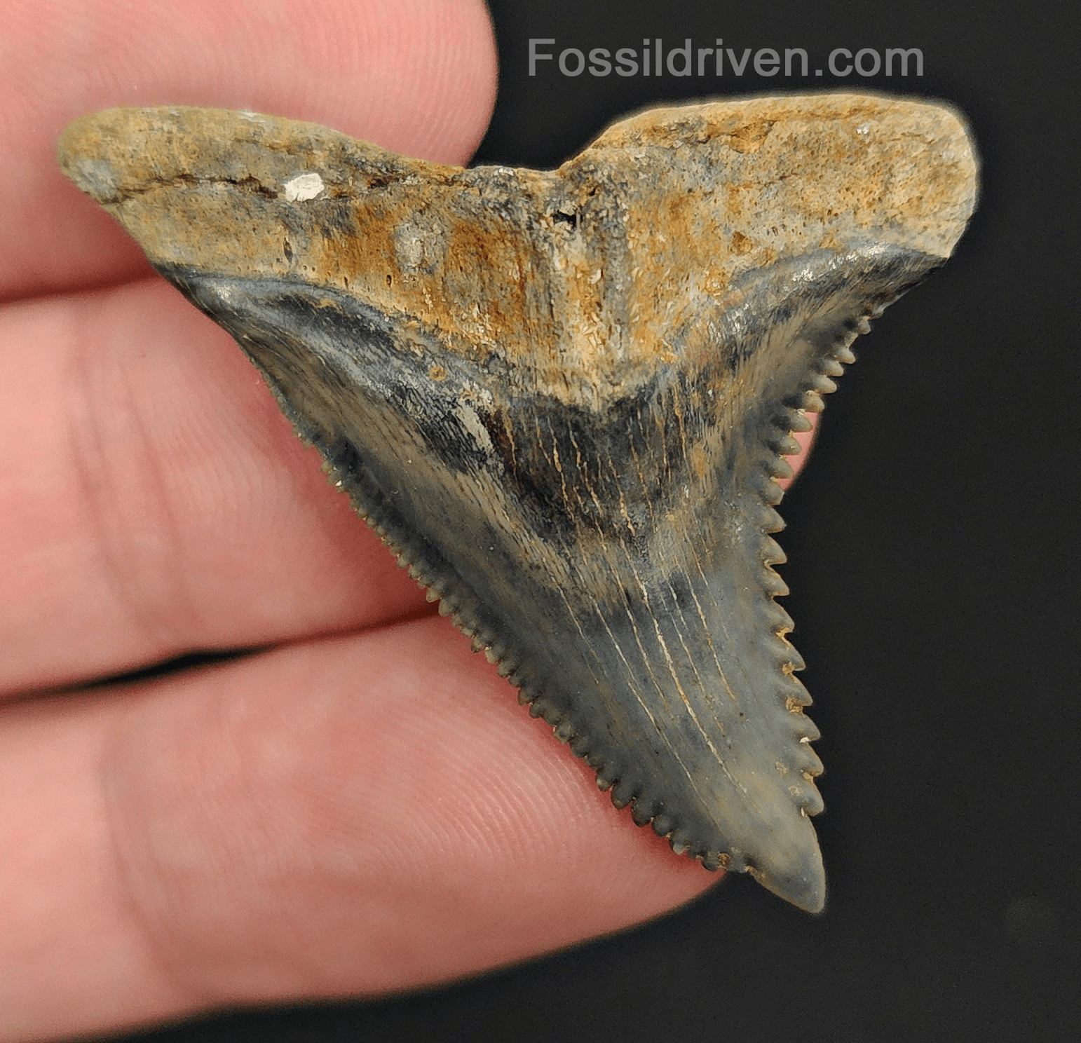 High Quality, 1.74" Fossil Hemipristis Tooth - Venice, Florida - Fossil Driven