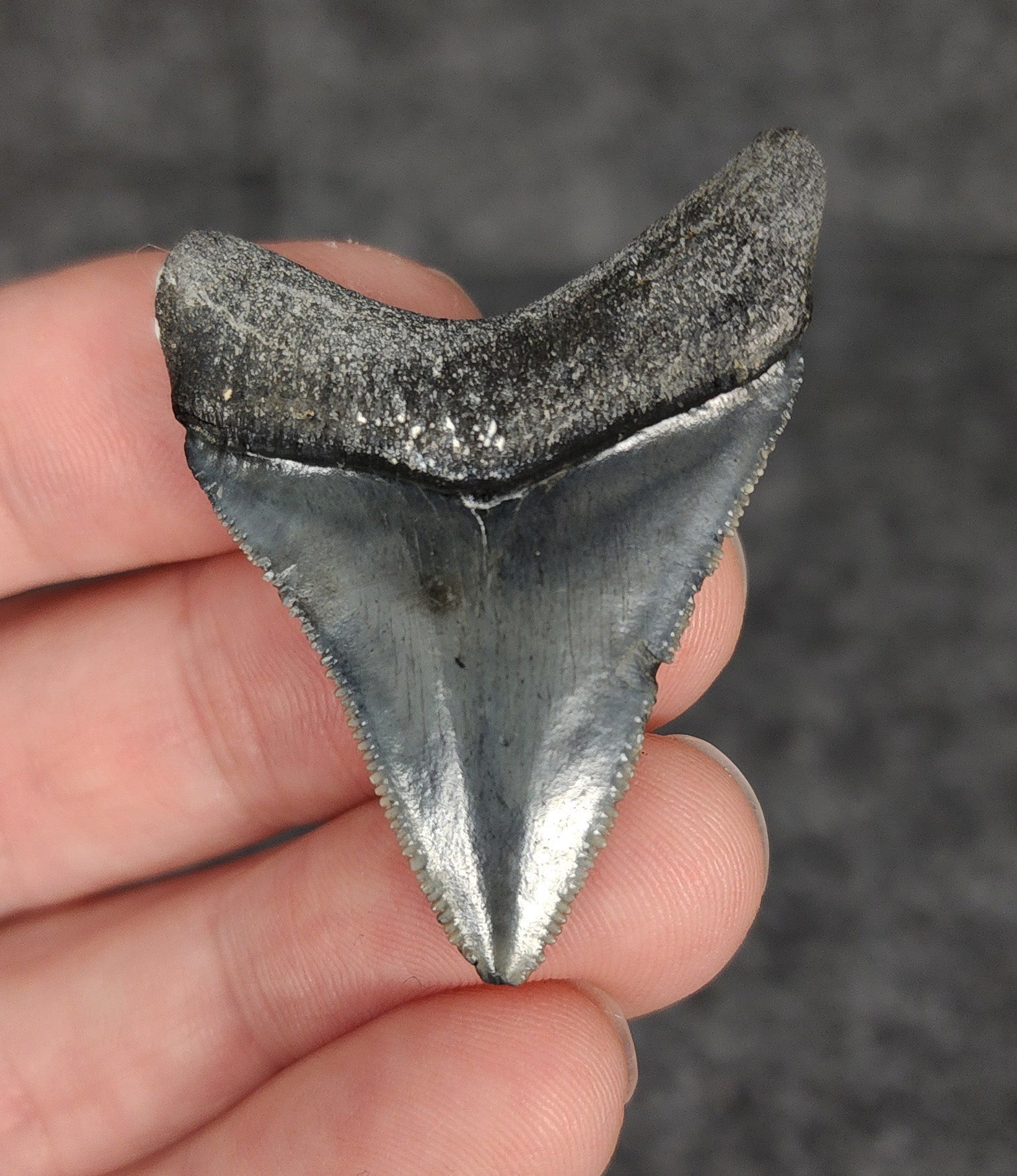 High Quality, 1.76" Fossil Megalodon Tooth - Venice, Florida - Fossil Driven