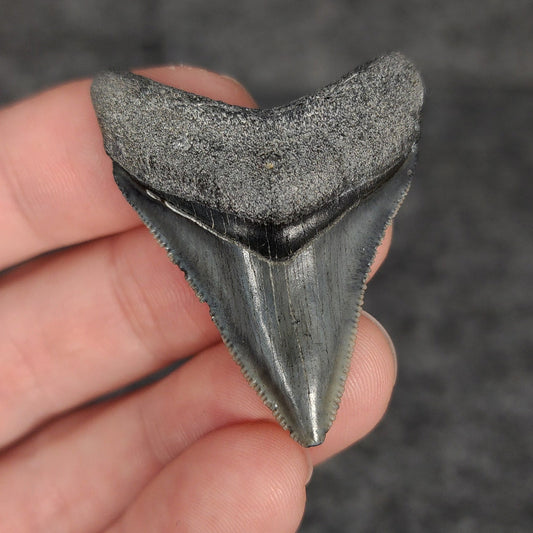 High Quality, 1.76" Fossil Megalodon Tooth - Venice, Florida - Fossil Driven