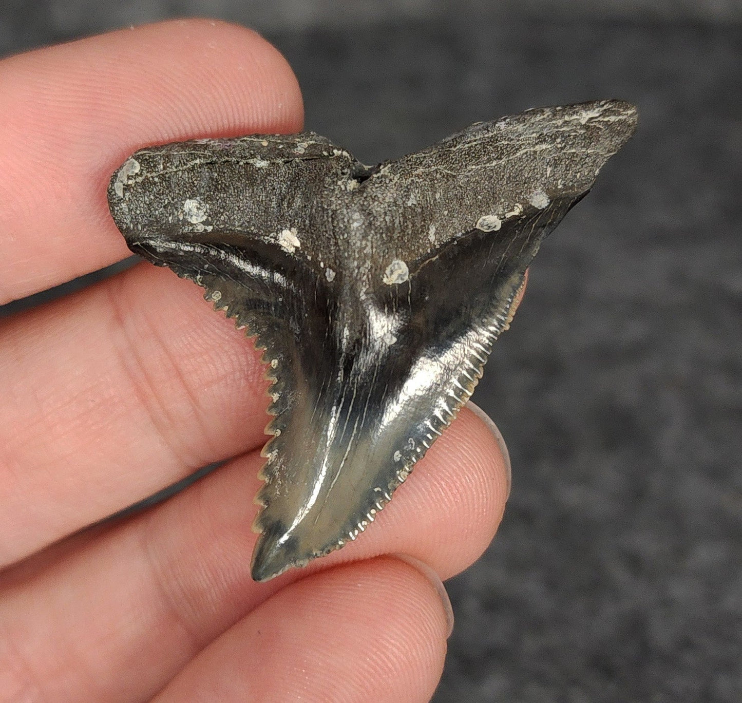 High Quality, 1.78" Fossil Hemipristis Tooth - Venice, Florida - Fossil Driven