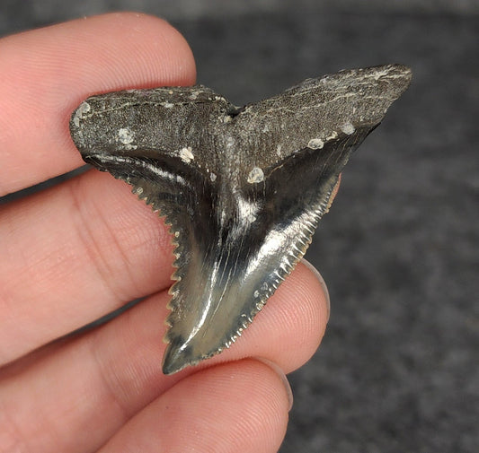 High Quality, 1.78" Fossil Hemipristis Tooth - Venice, Florida - Fossil Driven