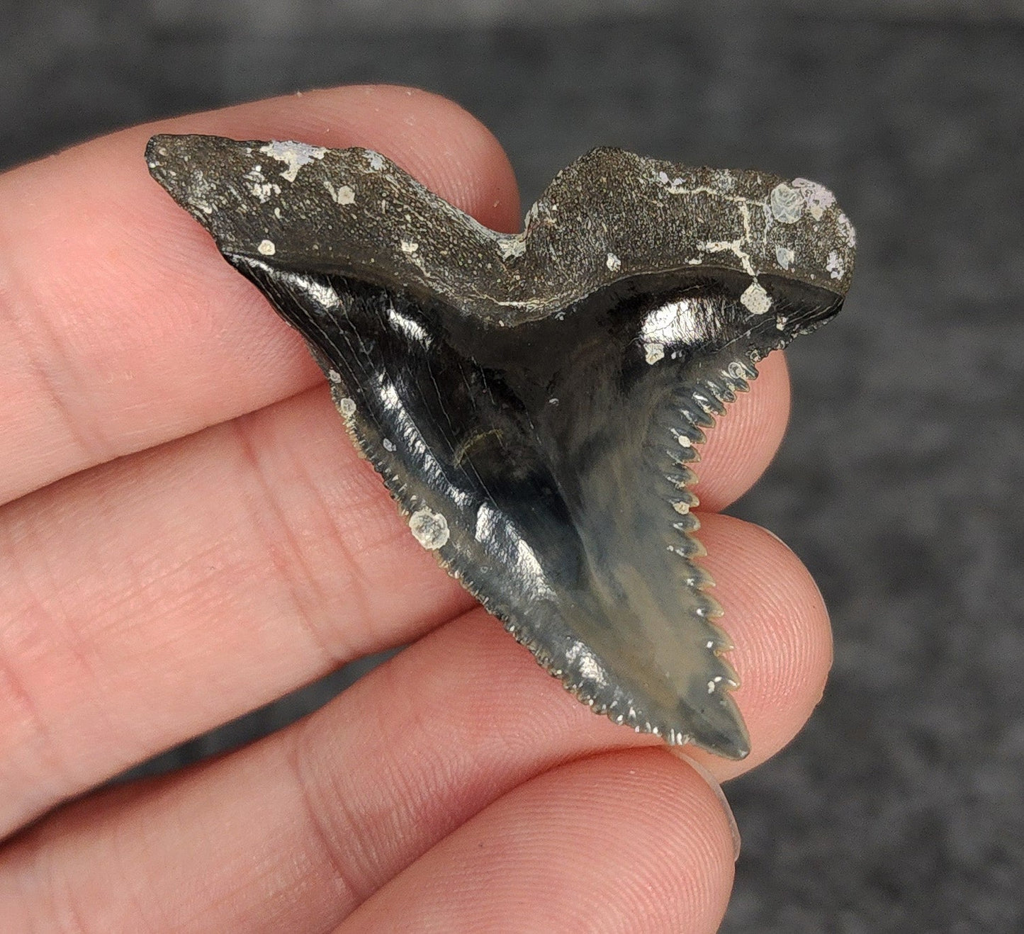 High Quality, 1.78" Fossil Hemipristis Tooth - Venice, Florida - Fossil Driven