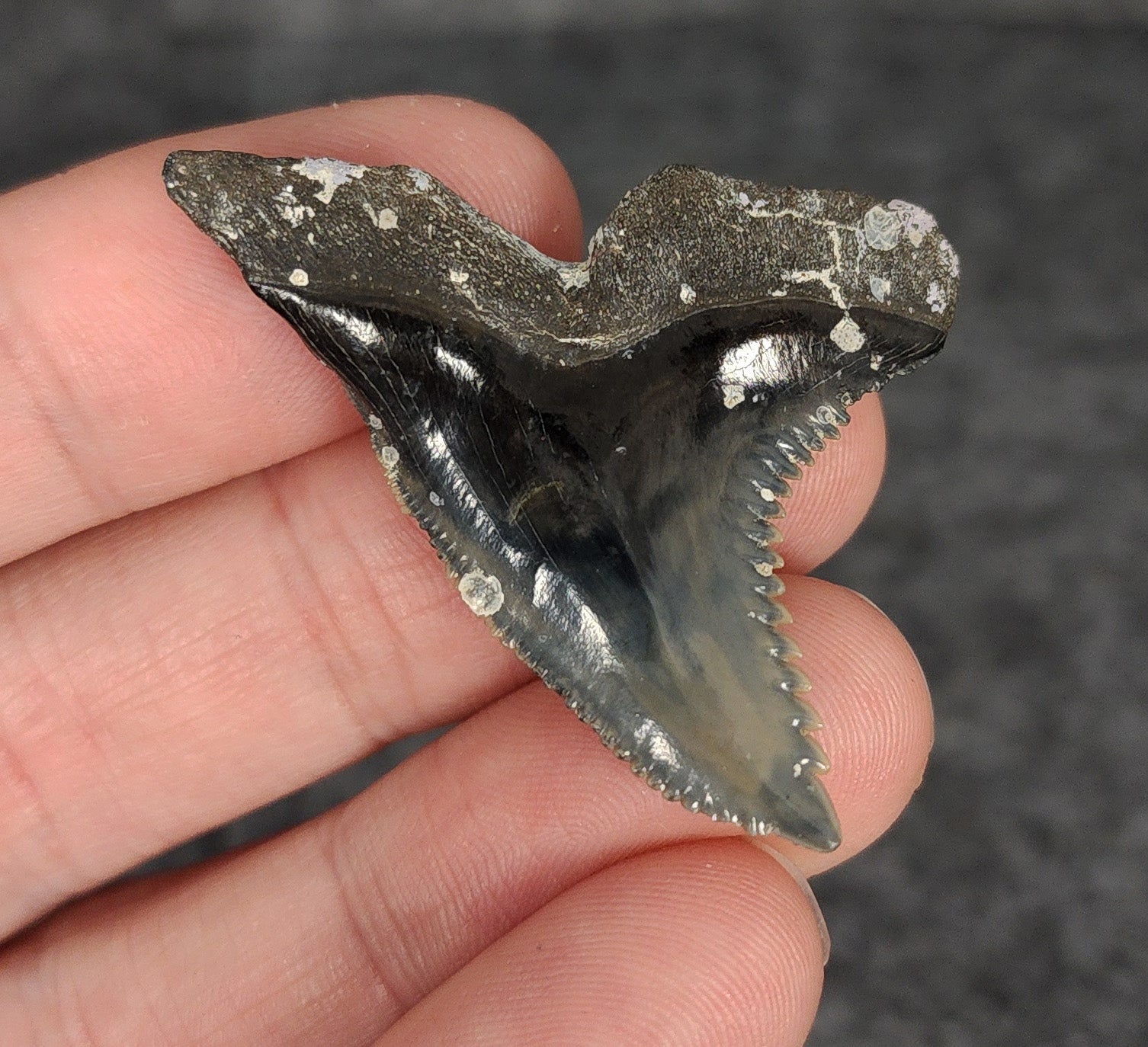 High Quality, 1.78" Fossil Hemipristis Tooth - Venice, Florida - Fossil Driven