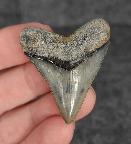 High Quality, 1.80" Fossil Megalodon Tooth - Venice, Florida - Fossil Driven