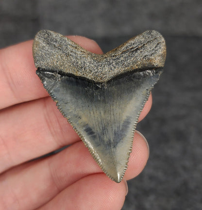 High Quality, 1.80" Fossil Megalodon Tooth - Venice, Florida - Fossil Driven